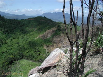 At The Top of Northern Edge of Tiger Mountain looking Westerly
Doc McBride Photo

Modern Day A Shau

From Bob Witt. "Doc Mcbride, Mike Sprayberry's medic at LZ Tiger, took these pictures on his return trip to Vietnam. He returned the A Shau to look for his unit's MIA's lost at Tiger. Doc fortunately survived serious wounds received on the road below Tiger on April 25, 1968. Mike Sprayberry received the MOH for going out that night to rescue Doc & the rest of his patrol. Their unit was on board for the first Combat Assault's into LZ Tiger."

