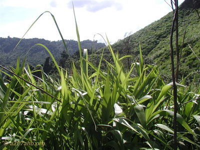 Elephant Grass along trail
Doc McBride Photo

Modern Day A Shau

From Bob Witt. "Doc Mcbride, Mike Sprayberry's medic at LZ Tiger, took these pictures on his return trip to Vietnam. He returned the A Shau to look for his unit's MIA's lost at Tiger. Doc fortunately survived serious wounds received on the road below Tiger on April 25, 1968. Mike Sprayberry received the MOH for going out that night to rescue Doc & the rest of his patrol. Their unit was on board for the first Combat Assault's into LZ Tiger."
