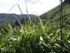 055McBElephantGrassalongtrail.jpg