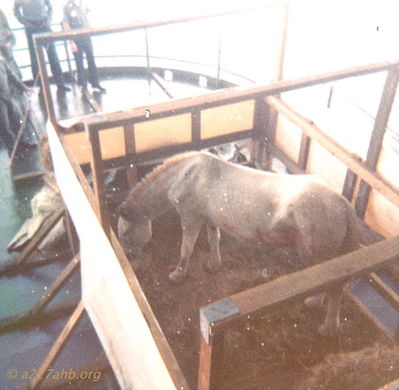 Maggie the White Mule
Milo (Mike) Schlaudraff Photo

On deck of the USS Boxer. Maggie in her corral on the fan tail. Rumor has it that she was shot by friendly fire shortly after arriving in country.
