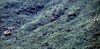 Gunships in Flight.jpg
