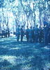 BertWilliams087.jpg