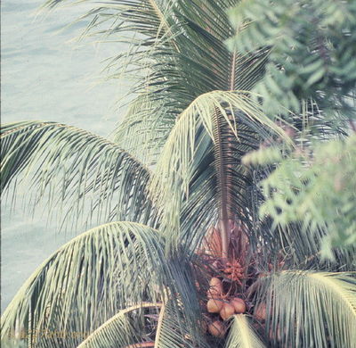 Panang Malasia
Bob Kelly Photo

R&R. Palm tree out of my window on R&R in Penang, Malasia
