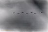 038Dirnberger Tight formation, tail man joining.jpg
