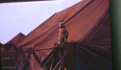 Cliff Richard Photo
