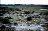 1969-06_202_cemetery.jpg