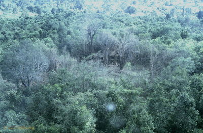  VC 2 story hut in jungle hit by bonb 
JP Edwards Photo
