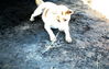 JWestenskow114_LZ_Betty_dog_Skosch.jpg
