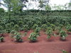 McBKheSanhcoffeeplantation.jpg