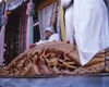 MarshallFerris_0059.jpg