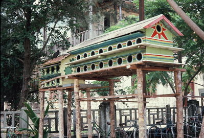 Big bird house
Bob Kelly Photo

Big Bird House near school in Phan Thiet. It was said that Ho Chi Minh attended elementary school here by many, but not verified.

