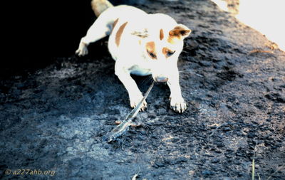 Skosh
Jerry Westenskow Photo

Phan Thiet - Dog "Skosh" (Phan Thiet)
The dog that hung out on the flight line
