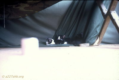 Kittens
Jim Puhala Photo

Phan Thiet
