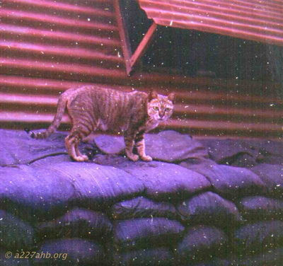 Local Cat outside S4 Quonsett
Howard Burbank Photo

