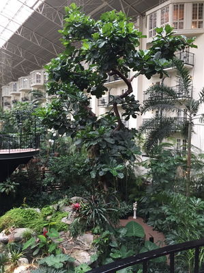 Atrium inside the Opryland Hotel
Lillian Burbank Photo
