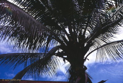 Banana tree by the french plantation house
Wayne Trucke Photo

1969
