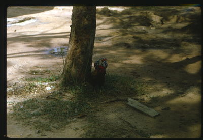 Two chickens that had the run of the base 
Wayne Trucke Photo

Lai khe  1969
